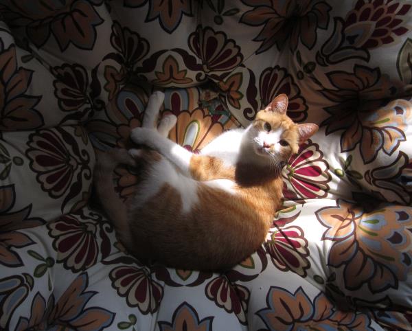 /Images/uploads/Cat Welfare Association/CatWelfare/entries/33910thumb.jpg